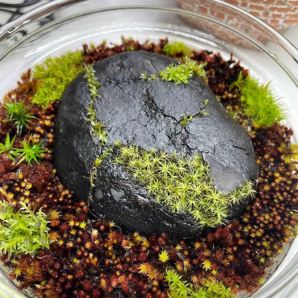 Terrarium Red moss, Andreaea alpina, with Phytosanitary certification and Passport, grown by moss supplier