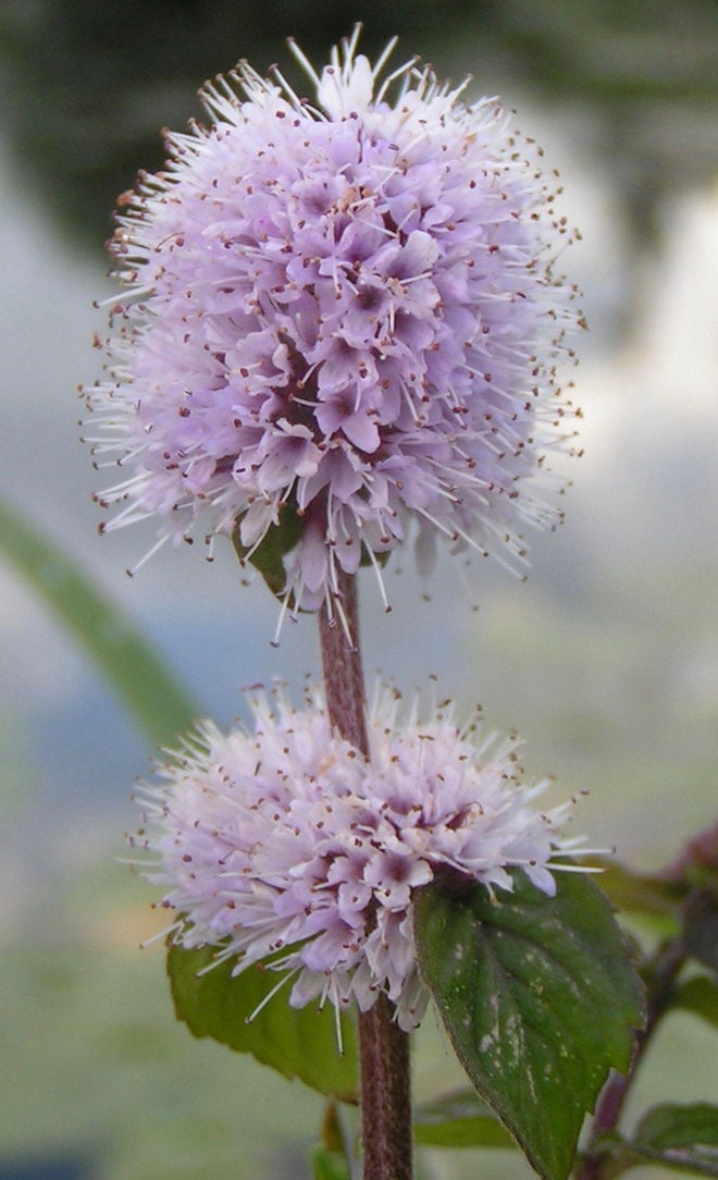 Fini Les Algues 3 Racines Mentha Aquatica, Menthe d'eau, Pour Étangs et Aquariums. Cette Plante Inhi