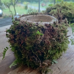 Op de afbeelding: Een kleine, ronde betonnen pot bedekt met mos en kleine groene planten. De pot staat op een houten oppervlak.