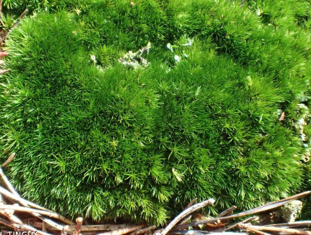 Cushion Moss (Leucobryum Glaucum) - HappyForestStore