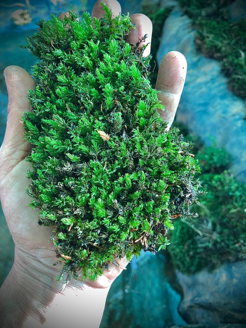 Terrarium moss Aulacomnium palustre, with Phytosanitary certification and Passport, grown by moss supplier 5x5 moss cm