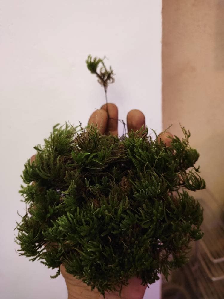 Terrarium moss Climacium dendroides, Palm Tree moss with Phytosanitary  certification and Passport, grown by moss supplier