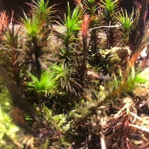 Terrarium moss 15cm tall Polytrichum juniperinum moss with Phytosanitary certification and Passport, grown by moss supplier image 7