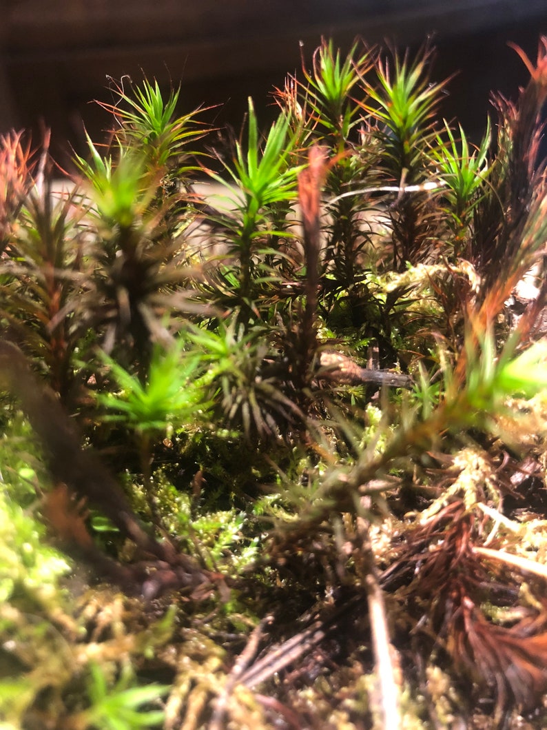 Terrarium moss 15cm tall Polytrichum juniperinum moss with Phytosanitary certification and Passport, grown by moss supplier image 7