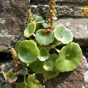 3 Umbilicus rupestris tuberous roots, the navelwort, penny-pies or wall pennywort, Perfect for terrariums vivariums and rock wall gardens image 7