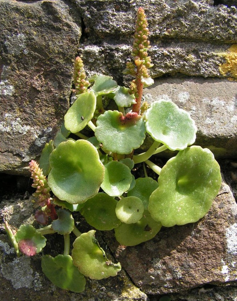 3 Umbilicus rupestris tuberous roots, the navelwort, penny-pies or wall pennywort, Perfect for terrariums vivariums and rock wall gardens image 7