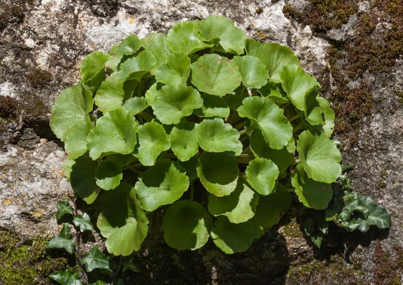 3 Umbilicus rupestris tuberous roots, the navelwort, penny-pies or wall pennywort, Perfect for terrariums vivariums and rock wall gardens image 2