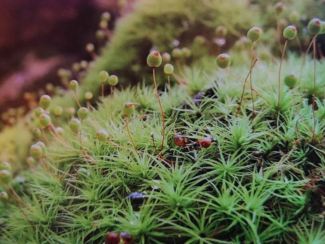 4 Perfect Cushion Mosses, Pillow Moss, Pin Cushion Moss, for Terrariums