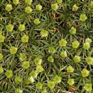 Terrarium moss Polytrichum strictum, with Phytosanitary certification and Passport, grown by moss supplier image 3