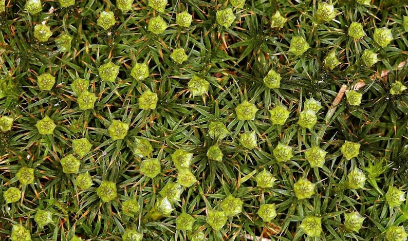 Terrarium moss Polytrichum strictum, with Phytosanitary certification and Passport, grown by moss supplier image 3