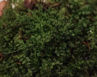 Terrarium Pearl moss, Plagiomnium affine with Phytosanitary certification and Passport, grown by moss supplier