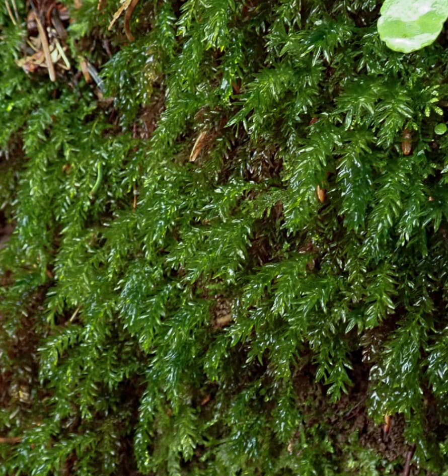https://www.thebryophytanursery.com/listing/1186187515/terrarium-moss-mnium-hornum-swans-neck