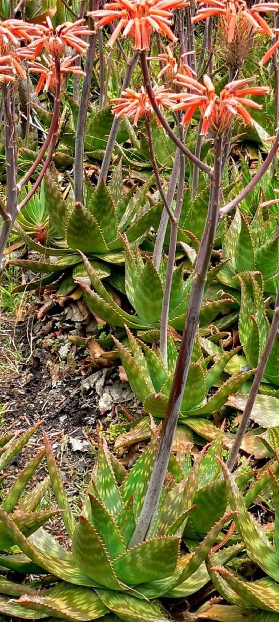 Rote Aloe maculata, Aloe saponaria, die Seifen-Aloe oder Zebra-Aloe. 10 x  10 cm groe Pflanze mit Wurzeln. - Etsy.de