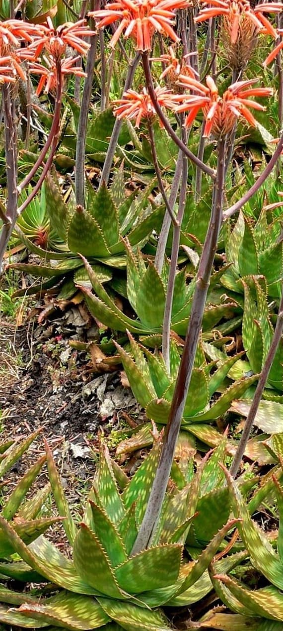 Rote Aloe maculata, Aloe saponaria, die Seifen-Aloe oder Zebra-Aloe. 10 x  10 cm groe Pflanze mit Wurzeln. - Etsy.de