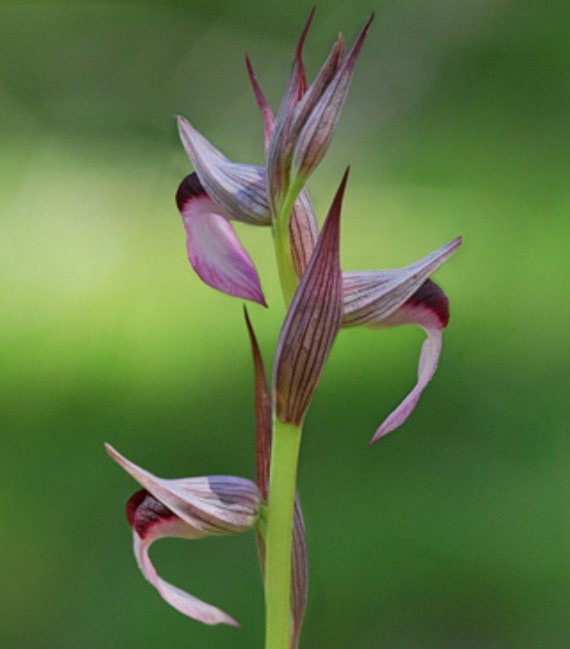 Serapias lingua lengua-orquídea orquídeas de tierra micro - Etsy México