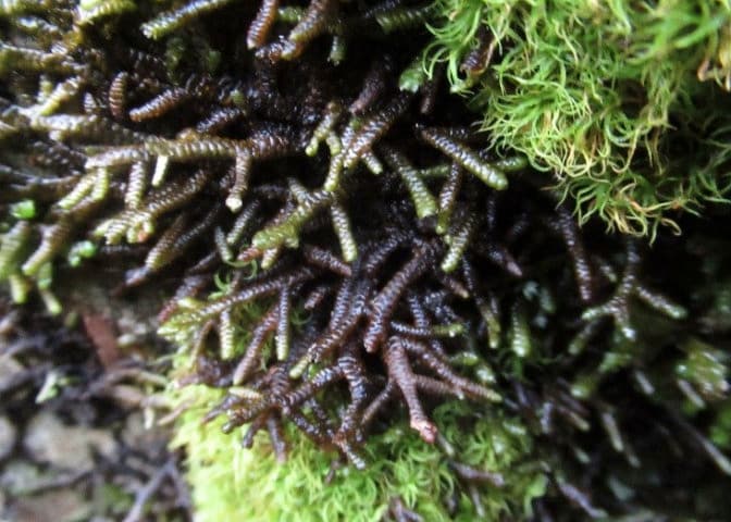 Porella Arboris-Vitae, Écailles Amères, Hépatique Rouge, Feuillue, Mousse de Gravure sur Bois,