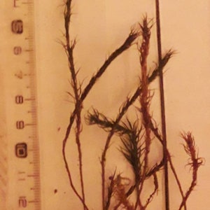 Terrarium moss 15cm tall Polytrichum juniperinum moss with Phytosanitary certification and Passport, grown by moss supplier image 3