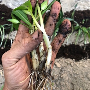 bulbes/graines d'allium ursinum, ail des ours avec certification phytosanitaire et passeport, cultivés par le fournisseur image 1