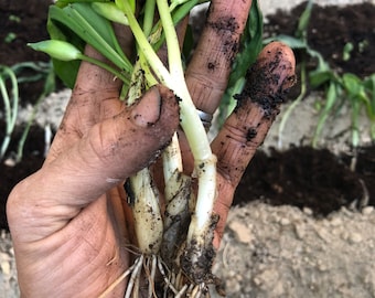 bulbi/semi di allium ursinum, aglio selvatico con certificazione fitosanitaria e passaporto, coltivato dal fornitore