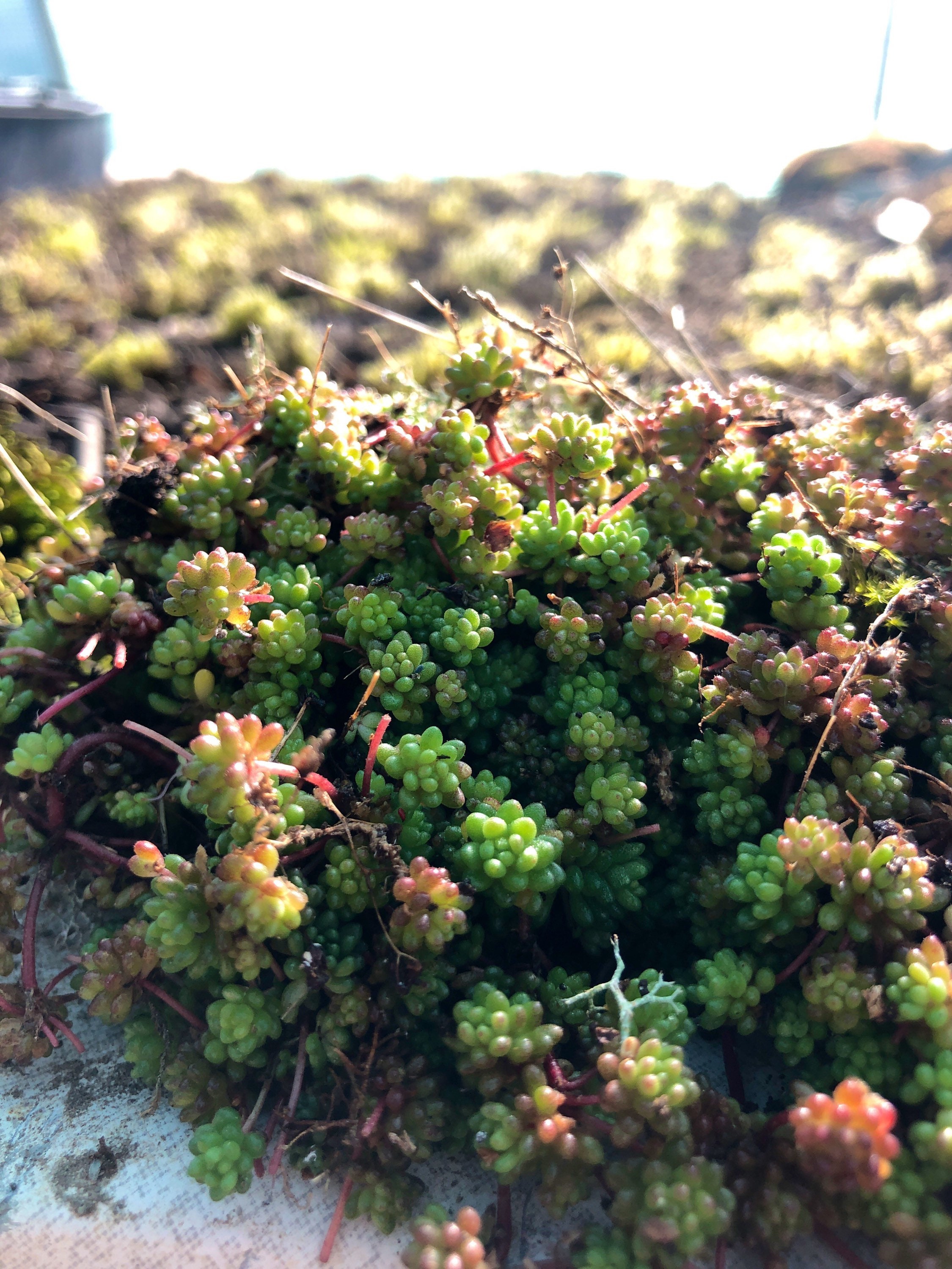 Sedum Album, La Plante de Moquette Pierre Blanche, Les Plantes Roche, Terrarium