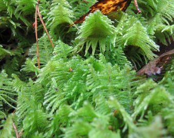 Mousse de terrarium Ptilium crista-castrensis avec certification phytosanitaire et passeport, cultivée par le fournisseur de mousse