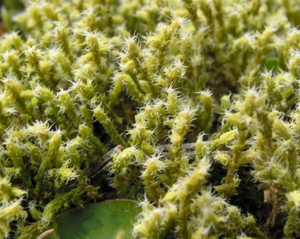 Racomitrium Moss ( Racomitrium canescens ) for Sale