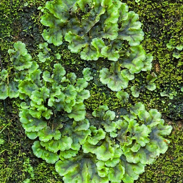 Terrariumplanten levermos Pellia epiphylla met Fytosanitaire certificering en Paspoort, gekweekt door mosleverancier