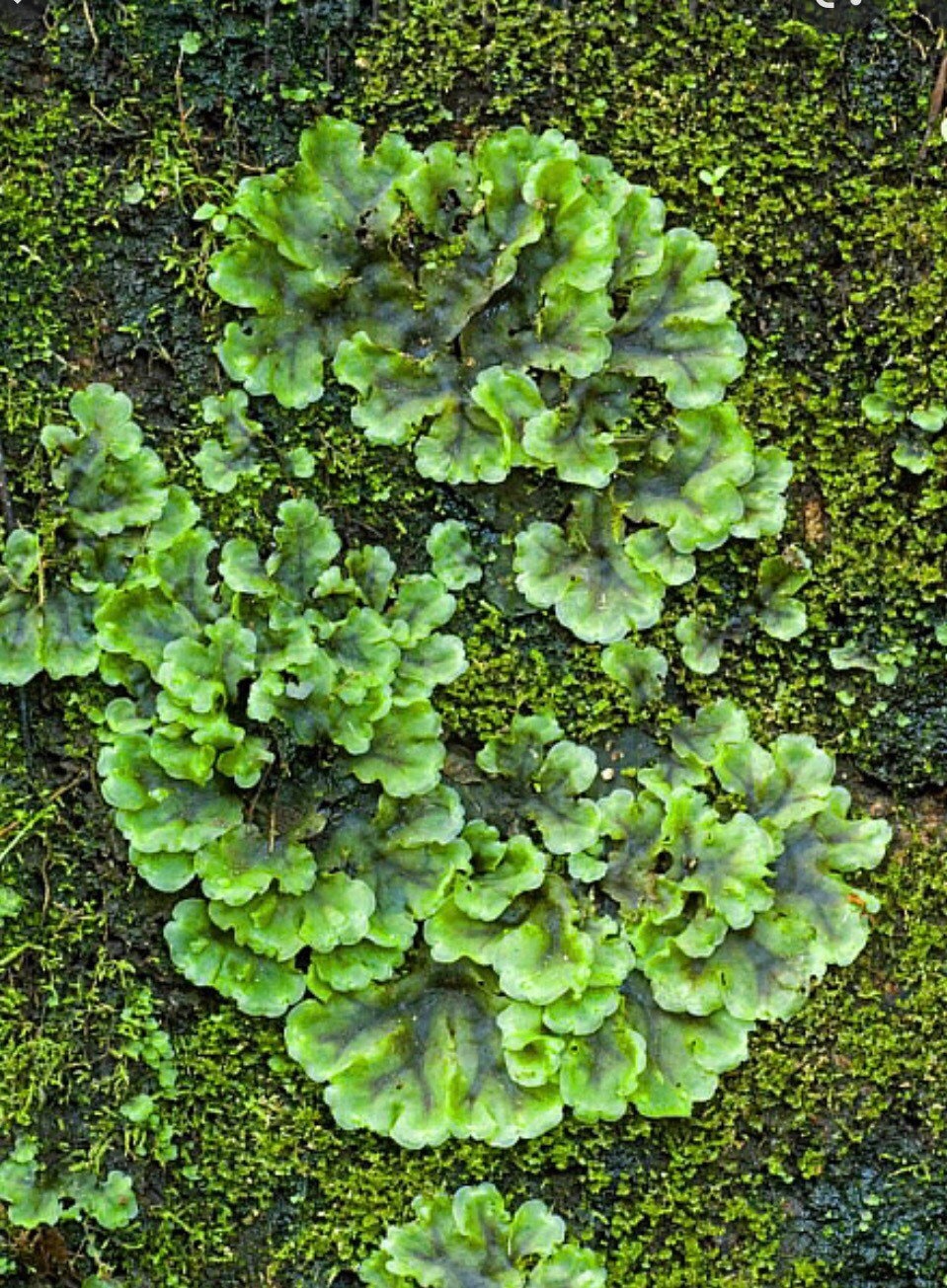 Terrarium Plants Liverwort Pellia Epiphylla With Phytosanitary  Certification and Passport, Grown by Moss Supplier -  Israel