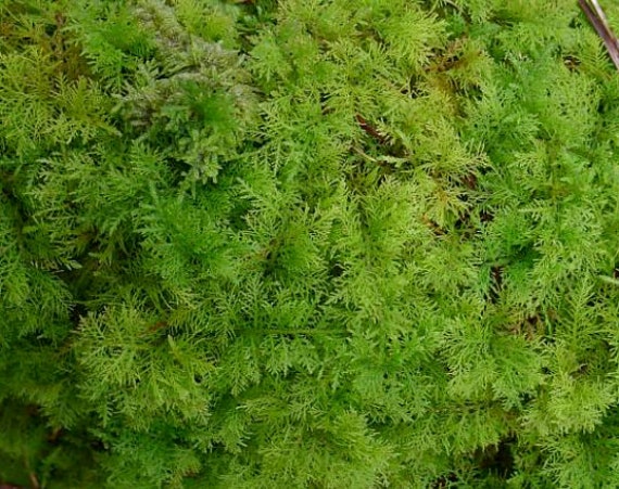 Thuidium Moss For Sale