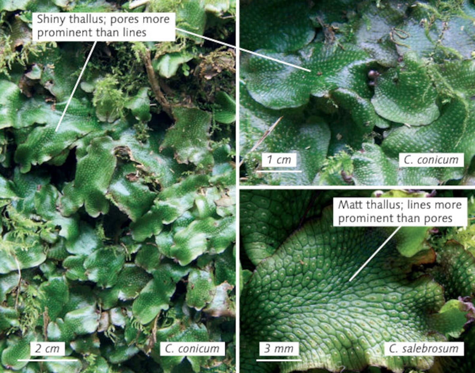 Great Scented Liverwort Spores Conocephalum Conicum Etsy