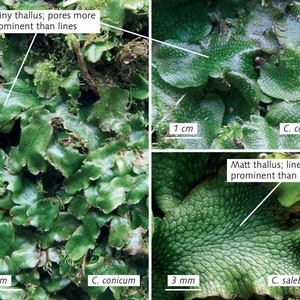Puede incluir: Primer plano de dos tipos de hepáticas, Conocephalum conicum y Conocephalum salebrosum. La imagen superior izquierda muestra un talo brillante con poros más prominentes que las líneas. La imagen inferior derecha muestra un talo mate con líneas más prominentes que los poros. Las imágenes incluyen barras de escala.