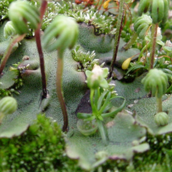 Terrarium Umbrella liverwort with Phytosanitary certification and Passport, grown by moss supplier