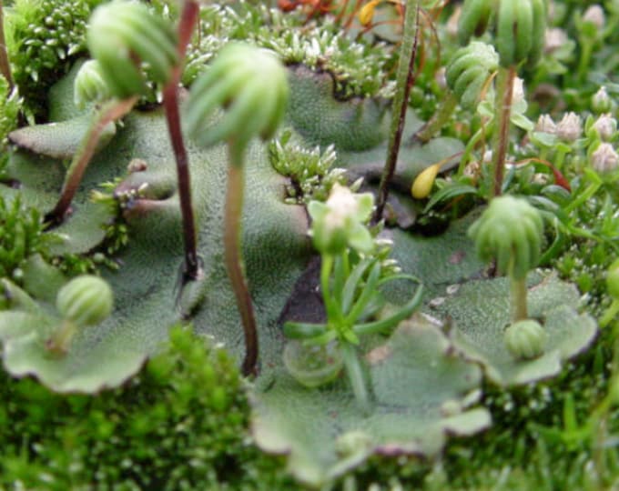 Featured listing image: Terrarium Umbrella liverwort with Phytosanitary certification and Passport, grown by moss supplier