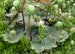 Terrarium Umbrella liverwort spores! Marchantia polymorpha Oldest living land plants + substrate 