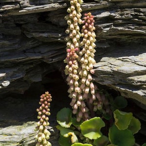 3 Umbilicus rupestris tuberous roots, the navelwort, penny-pies or wall pennywort, Perfect for terrariums vivariums and rock wall gardens image 4