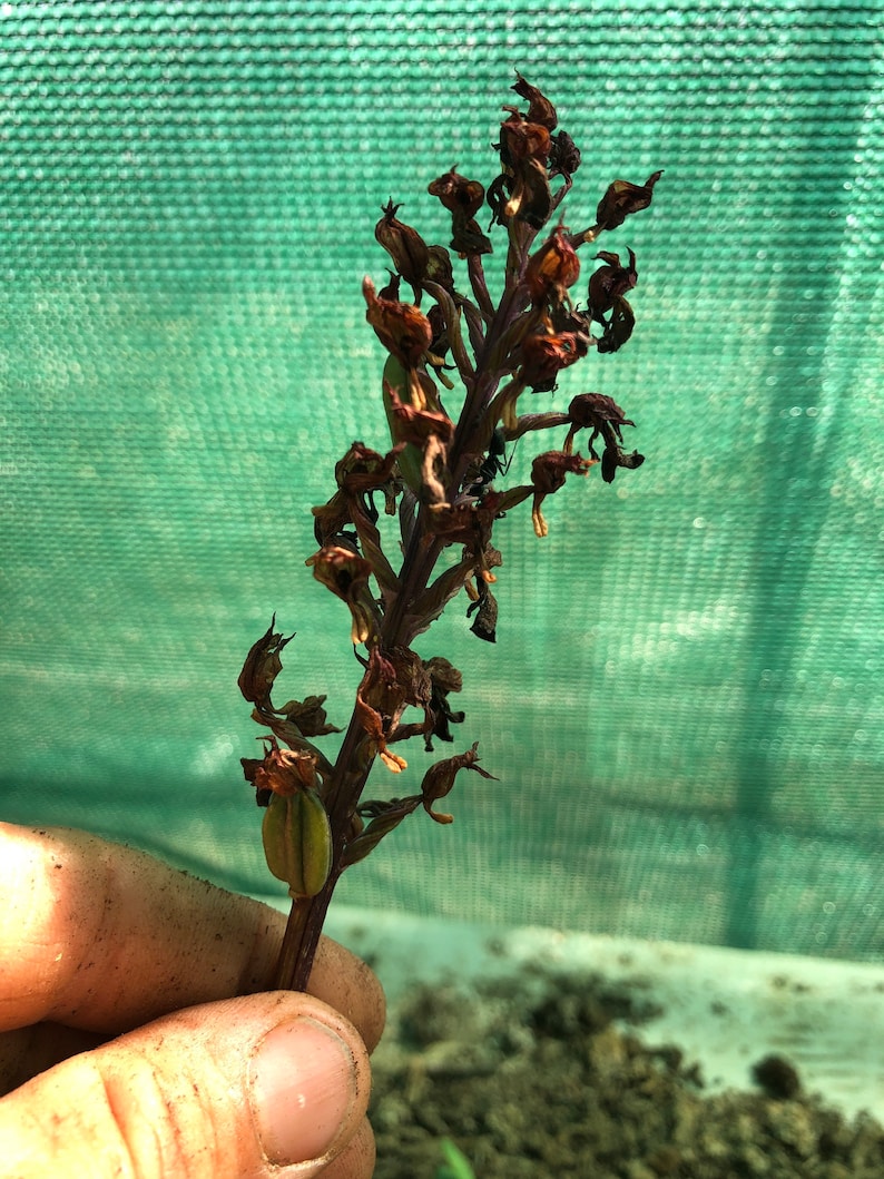 Anacamptis morio bulb or seed pod and substrate. the green-winged orchid or green-veined orchid, Orchis morio, purple flower orchid bulbs image 3