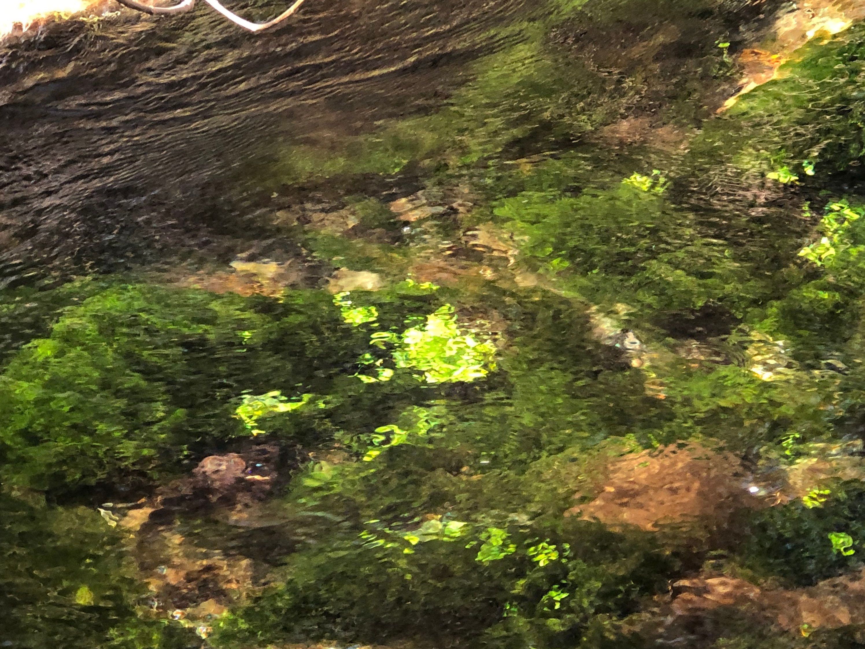 Aquarium moss Fontinalis antipyretica AKA Willow moss Etsy