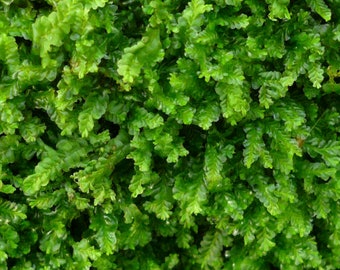 Rare liverwort Chiloscyphus polyanthos, with Phytosanitary certification and Passport, grown by moss supplier