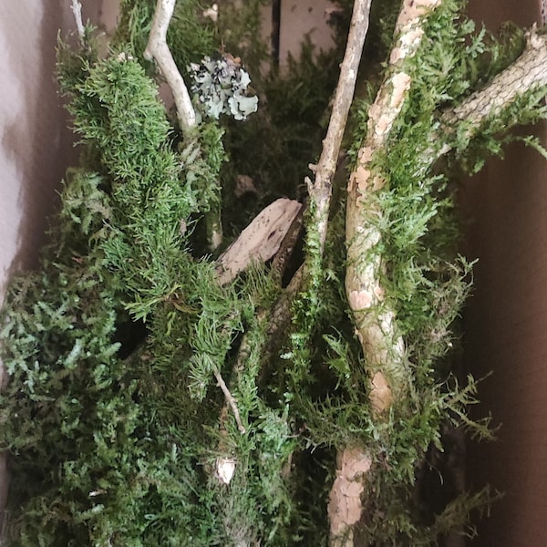 10 vines with moss attached. Terrarium moss attached to wood vines