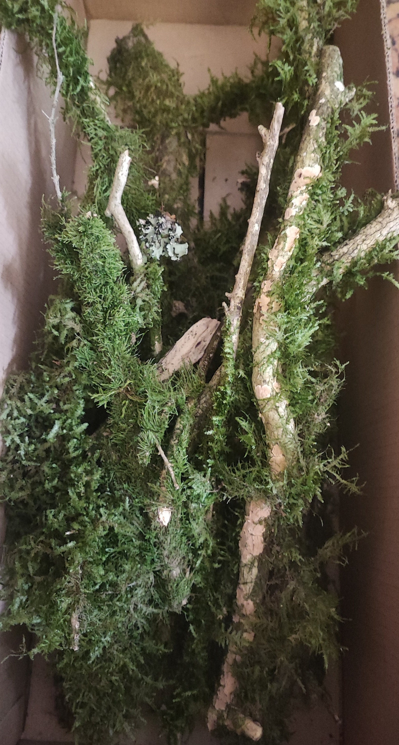 10 vines with moss attached. Terrarium moss attached to wood vines