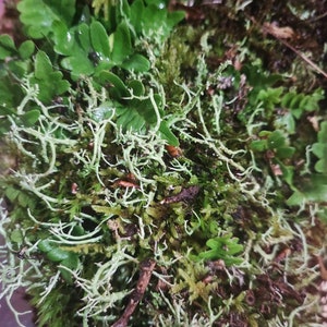 Moss carpets with fern for terrarium backdrop, vertical moss and fern carpets for terrarium, Polypodium vulgare image 2