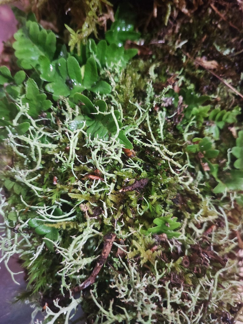 Moss carpets with fern for terrarium backdrop, vertical moss and fern carpets for terrarium, Polypodium vulgare image 2