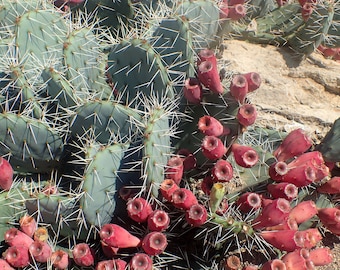 Feigenkaktus (New Mexico) Opuntia phaeacantha