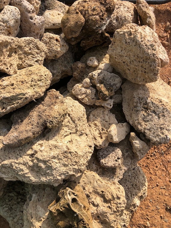 vivarium decoration for sale