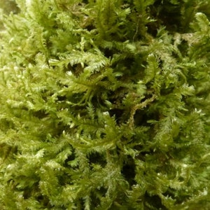 Terrarium hanging moss Neckera crispa, with Phytosanitary certification and Passport, grown by moss supplier 10x10 moss cm