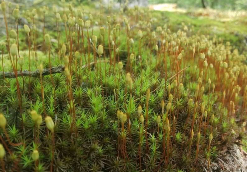 Terrarium moss Polytrichum strictum, with Phytosanitary certification and Passport, grown by moss supplier 10x20cm moss cm