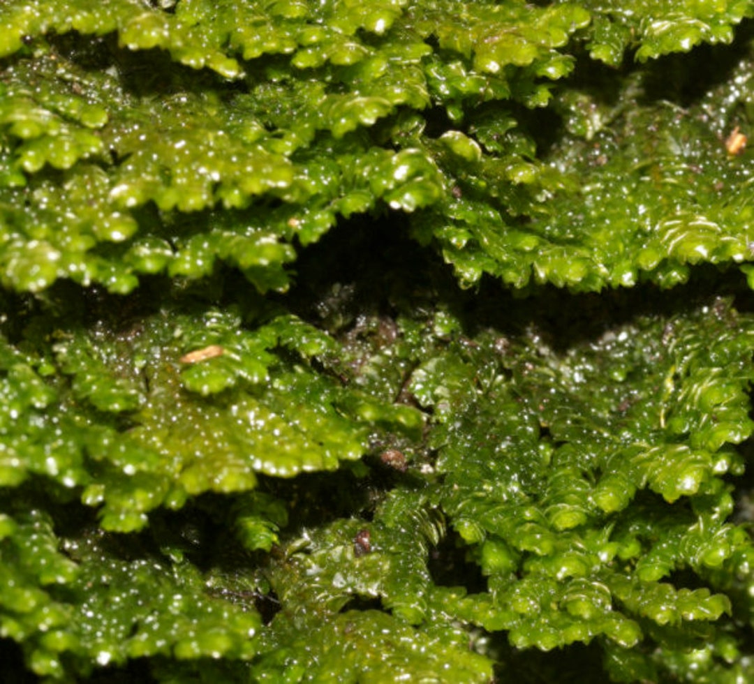 Twisted Moss Syntrichia Ruralis Terrarium Moss Ground Cover 