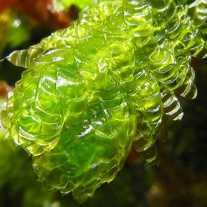 Terrarium hanging moss Neckera crispa, with Phytosanitary certification and Passport, grown by moss supplier image 4