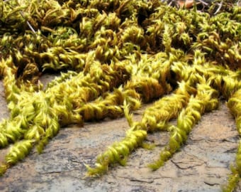 Terrarium seidig weiches Moos Homalothecium sericeum mit pflanzengesundheitlicher Zertifizierung und Passport, angebaut von einem Mooslieferanten