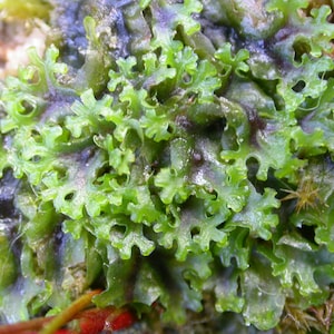 Terrarium Liverwort Endiviifolia with Phytosanitary certification and Passport, grown by moss supplier image 1